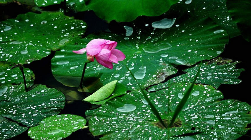 雨后荷塘.png 雨后荷塘.png