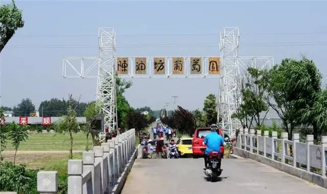 图为沛县陈油坊村葡萄园.jpg 图为沛县陈油坊村葡萄园.jpg