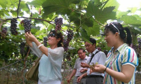 游客在采摘葡萄.png 游客在采摘葡萄.png