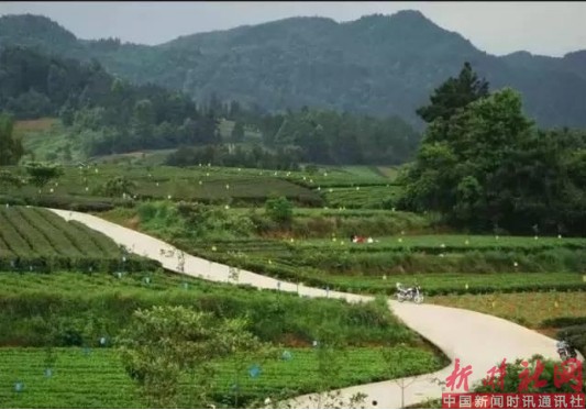 1532593269114606.png 核桃坝茶园.png