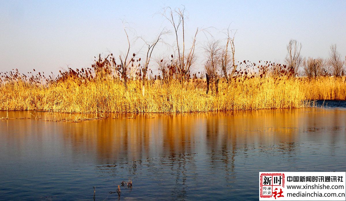 干枯的芦苇干枯的树