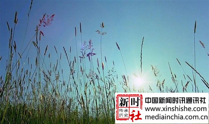 黄河滩边的芦苇psb